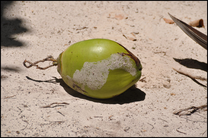 Noix de coco