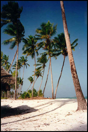 Villa and bungalow rental in Zanzibar