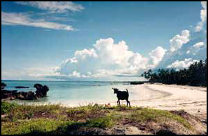 Villa and bungalow rentals in Zanzibar